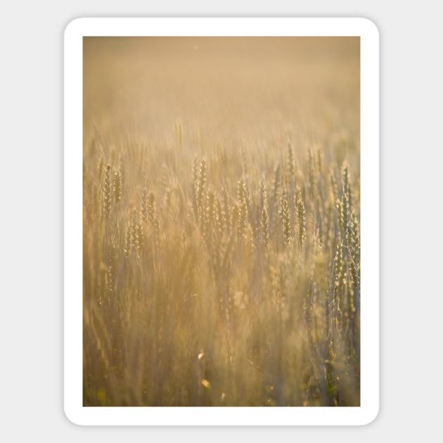 Common Wheat Sticker by ansaharju